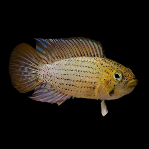 Apistogramma Tucurui 3cm