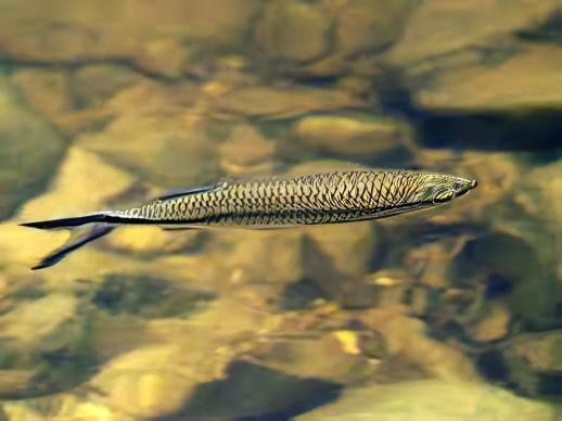 Apollo Shark Luciosoma Setigerum 5cm - Image 5