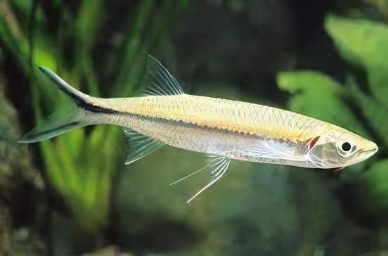 Apollo Shark Luciosoma Setigerum 5cm - Image 6