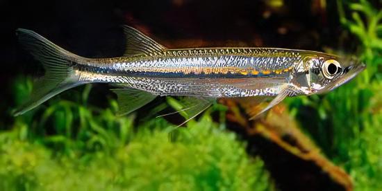 Apollo Shark Luciosoma Setigerum 5cm - Image 7