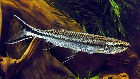 Apollo Shark Luciosoma Setigerum 5cm - Image 8