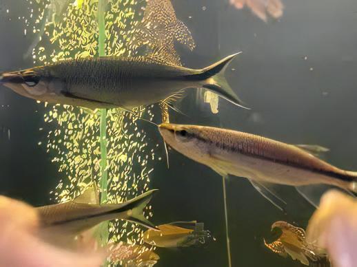 Apollo Shark Luciosoma Setigerum 5cm - Image 9