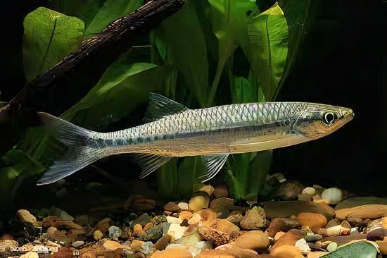 Apollo Shark Luciosoma Setigerum 5cm - Image 4