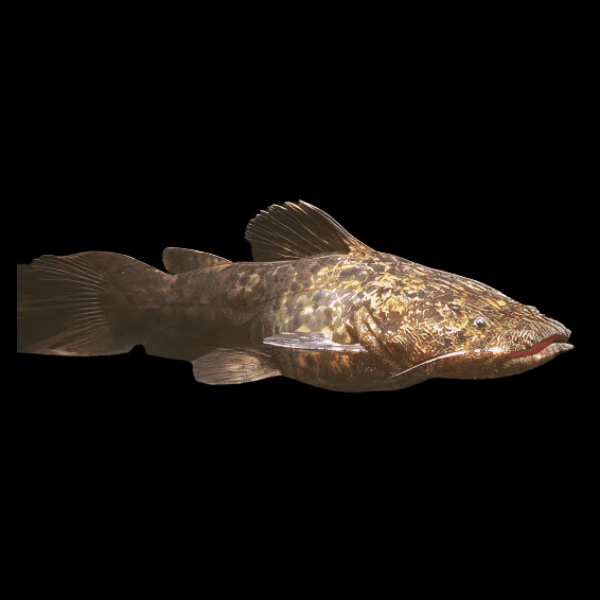 Apure Jelly Catfish Cephalosilurus Apurensis 20cm