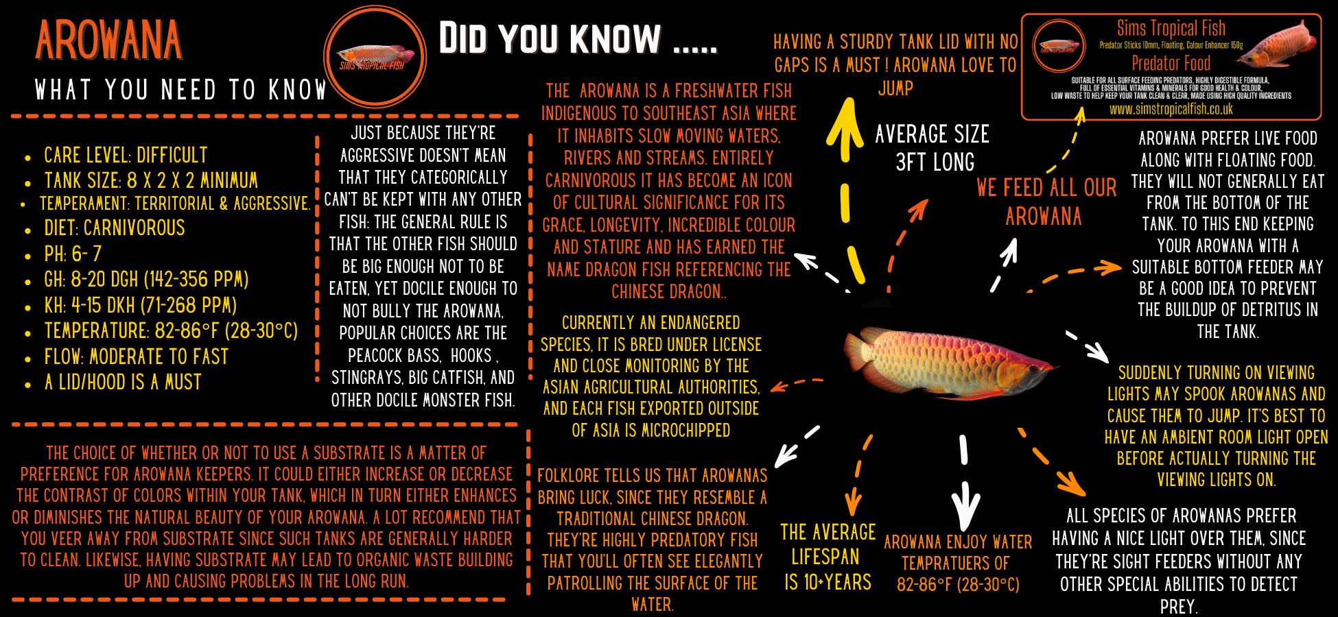 African Arowana Heterotis Niloticus 20cm - Image 3