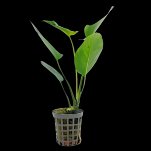 Five Potted Plants Arrowhead Betta Anubias Plant Anubias Hastifolia