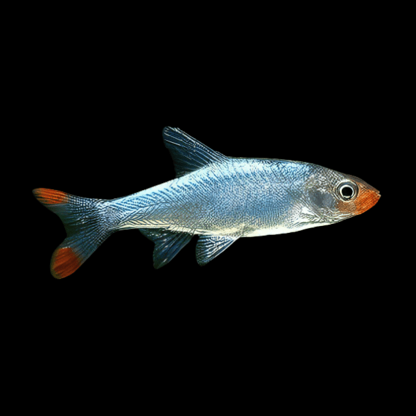 Asian Rummynose Rasbora Sawbwa Replendens 2cm