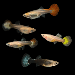Assorted Female Guppy Poecilia Reticulata 3cm