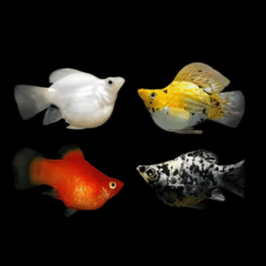 A1 Molly 100 x Assorted Balloon Molly Fish Poecilia Sphenops 3cm – Auction