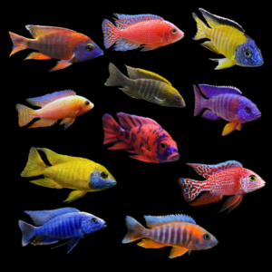 A1 Auloncara Assorted 10 x Assorted Aulonocara Assorted Peacock Malawi African Cichlids 2″ – Auction