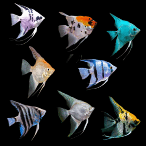 A1 Angelfish 10 x Assorted Angelfish Pterophyllum Scalare 10cm – Auction