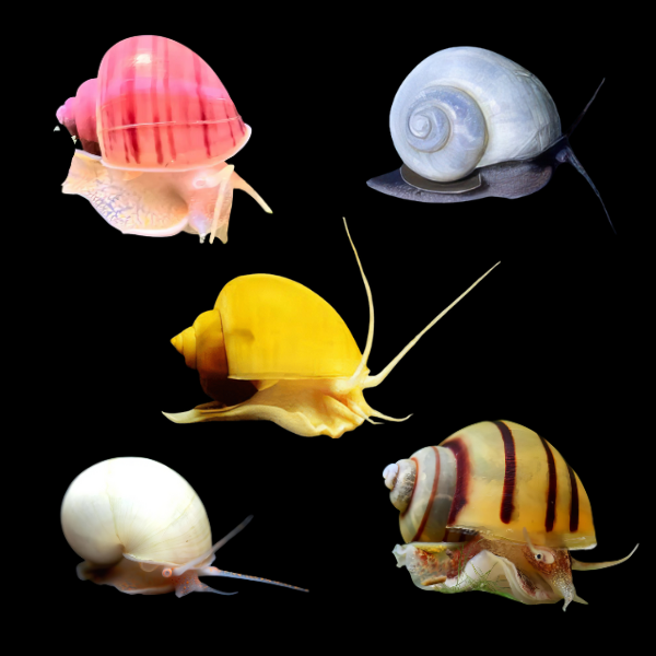 Assorted Apple Snails 3cm