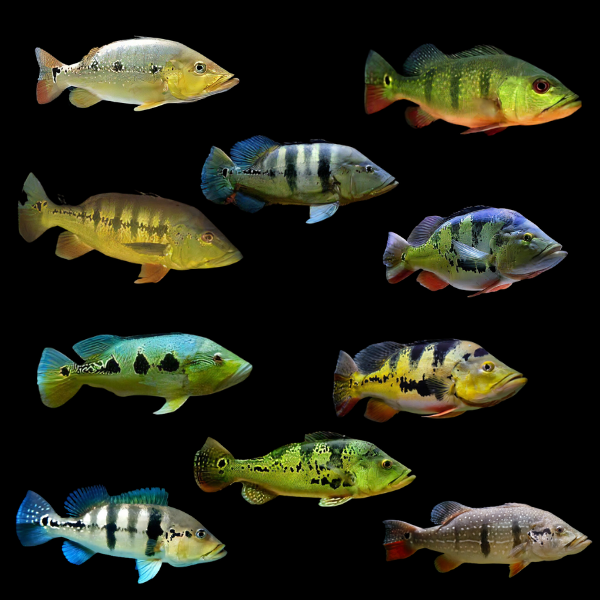 Assorted Peacock Bass - Cichla 5cm