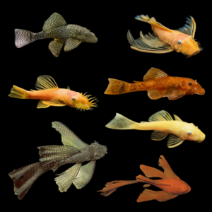 A1 Ancistrus Assorted 10 x Assorted Bristlenose Ancistrus 10cm – Auction