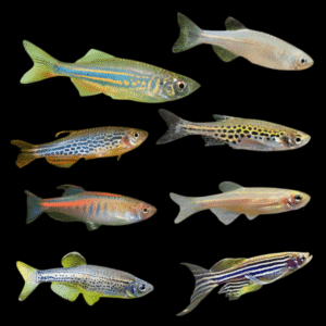 Assorted Danio Danio Rerio 2cm