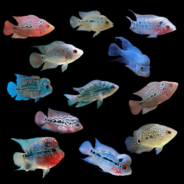 Assorted Flowerhorn Cichlid 5cm Juvenile Male