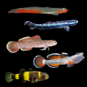 A1 Goby 10 x Assorted Tropical Goby 3cm – Auction