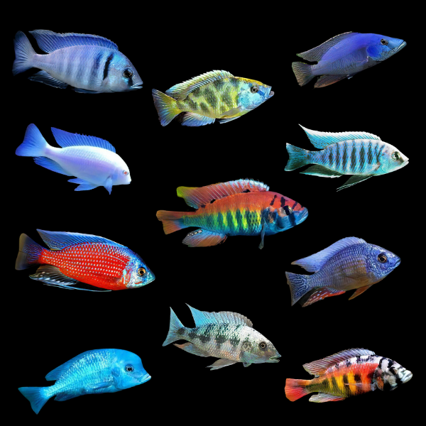 A1 Haplochromis Assorted 10 x Assorted Haplochromis Sp Malawi African Cichlids 3″ – Auction