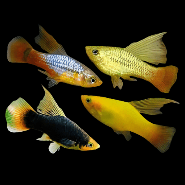 Assorted Hi Fin Platy Xiphophorus Maculatus 3cm