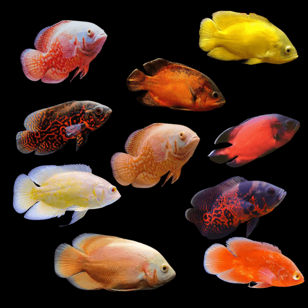Assorted High Grade Oscar Astronotus Ocellatus 12cm