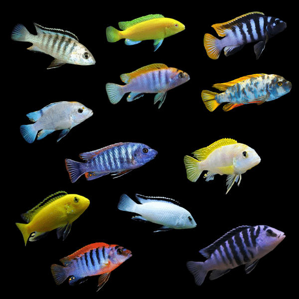 Assorted Labidochromis Lake Malawi 2 Inches