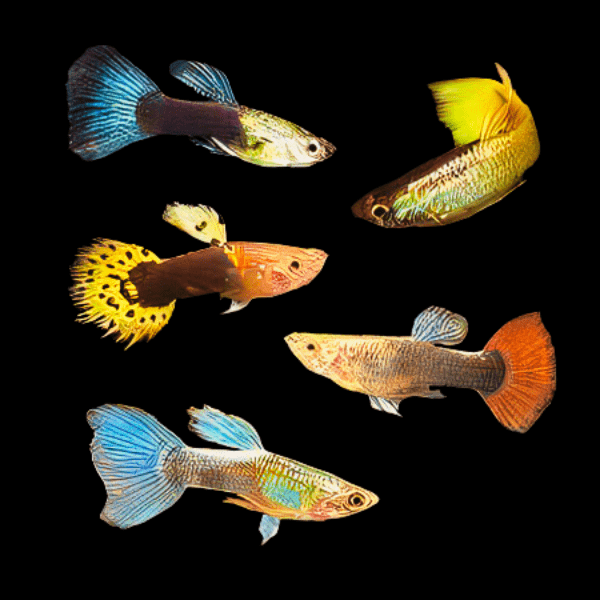 Assorted Male Guppy Poecilia Reticulata 3cm