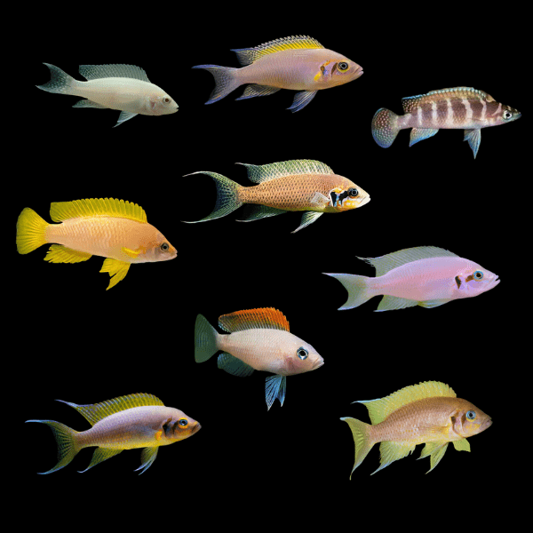 Assorted Neolamprologus Tanganyika African Cichlids 4cm