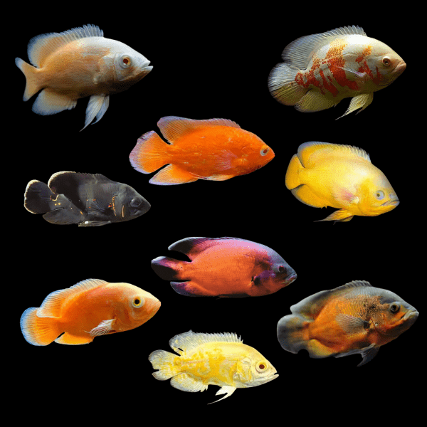 A1 Oscar Assorted 10 x Assorted Oscar Astronotus Ocellatus 4cm – Auction