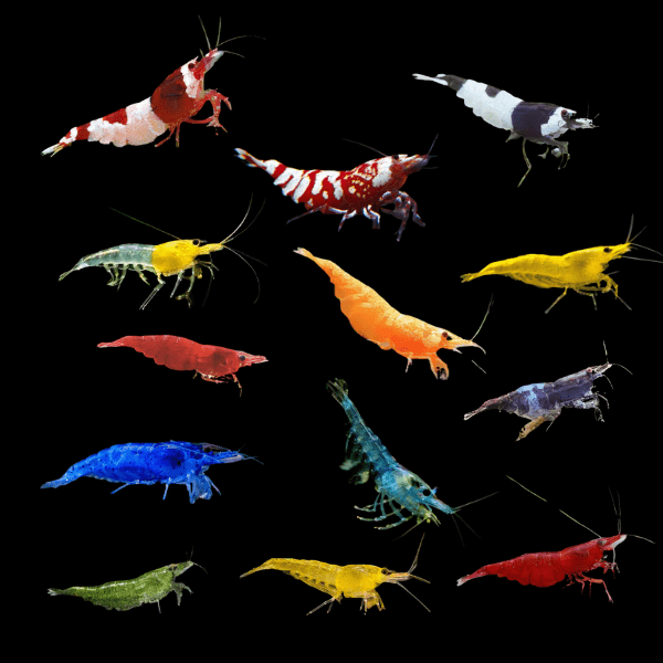 Assorted Shrimp Neocaridina 2cm