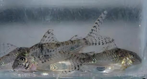 Aurofrenatus Corydoras Aurofrenatus CW005 3cm Catfish - Image 7