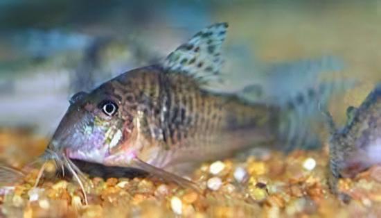 Aurofrenatus Corydoras Aurofrenatus CW005 3cm Catfish - Image 5