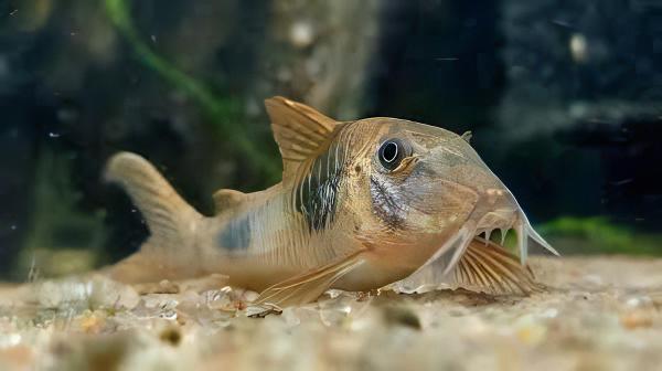 Aurofrenatus Corydoras Aurofrenatus CW005 3cm Catfish - Image 6