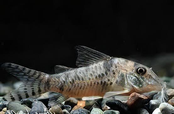 Aurofrenatus Corydoras Aurofrenatus CW005 3cm Catfish - Image 4