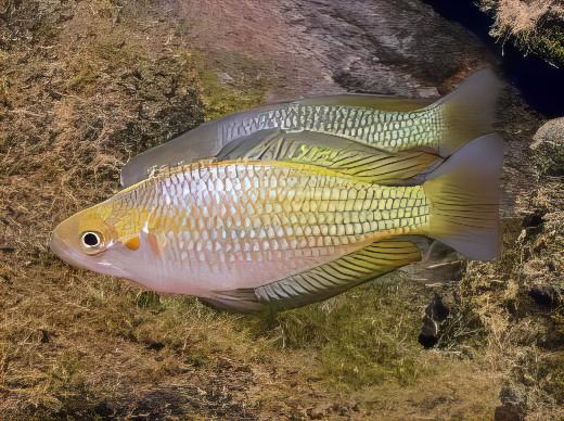 Austrailian Murray River Rainbow Fish Melanotaenia Fluviatilis 5cm - Image 9