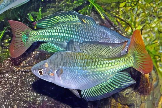 Austrailian Murray River Rainbow Fish Melanotaenia Fluviatilis 5cm - Image 4