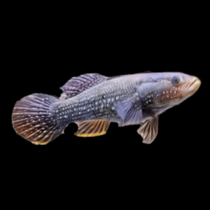 Australian Northern Spangled Gudgeon Ophiocara Porocephala 15cm