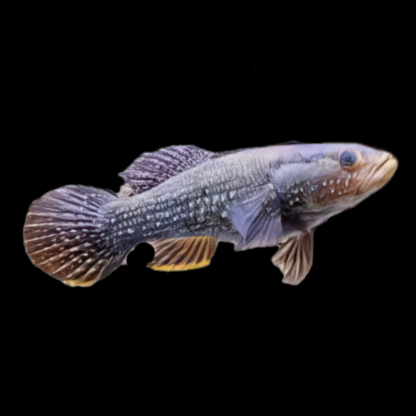 Australian Northern Spangled Gudgeon Ophiocara Porocephala 15cm
