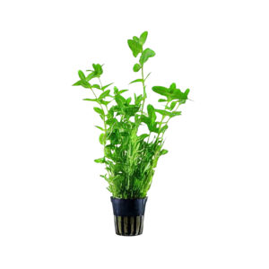 Five Potted Plants Creeping Water Hyssop Plant Bacopa Amplexicaulis