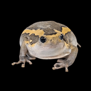 Banded Bullfrog Kaloula Pulchra 4cm