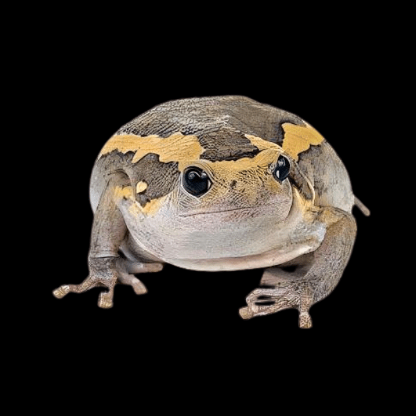 Banded Bullfrog Kaloula Pulchra 4cm