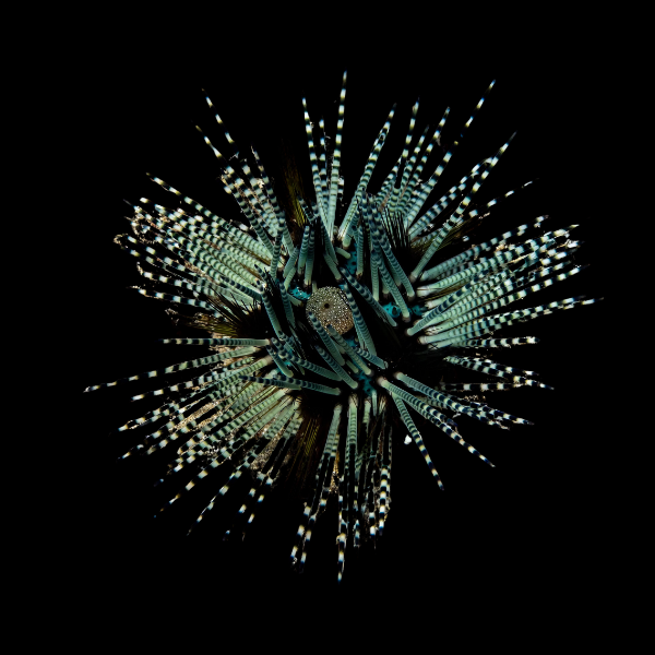 Banded Longspine Sea Urchin Echinothrix Calamaris