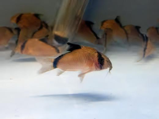 Bandit Corydoras Metae 3cm Catfish - Image 7