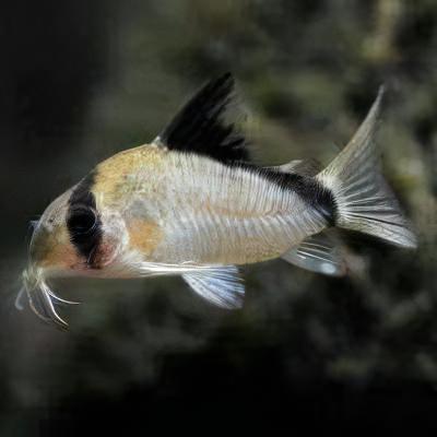 Bandit Corydoras Metae 3cm Catfish - Image 5