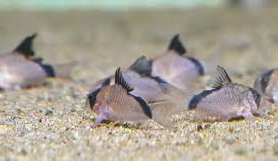 Bandit Corydoras Metae 3cm Catfish - Image 8