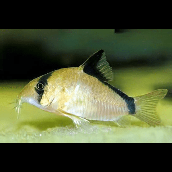 Bandit Corydoras Metae 3cm Catfish - Image 4