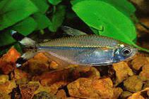 Bandtail Tetra Moenkhausia Dichroura 2cm - Image 4