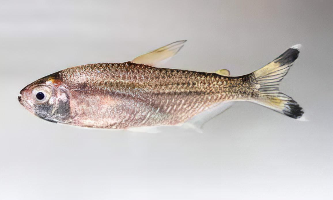 Bandtail Tetra Moenkhausia Dichroura 2cm - Image 5