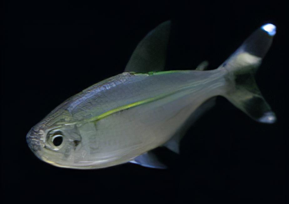Bandtail Tetra Moenkhausia Dichroura 2cm - Image 7