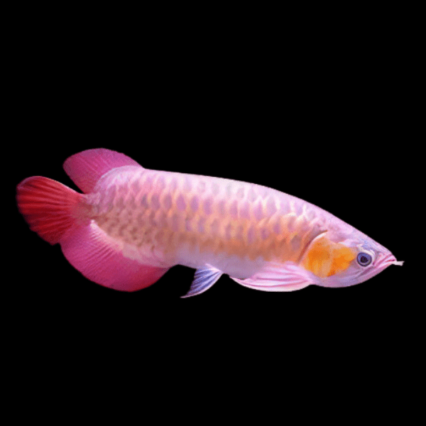 A1 Malaysian Banjar Red Arowana Scleropages Formosus 20cm – Auction