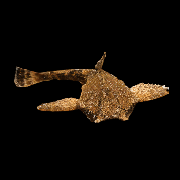 Banjo Catfish Bunocephalus Coracoideus 5cm